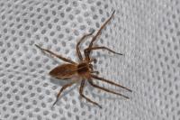 Pisaura mirabilis