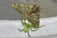 Micrommata virescens