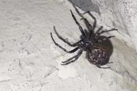 Nuctenea umbratica
