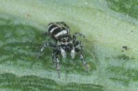 Salticus scenicus