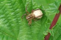 Hygrolycosa rubrofasciata