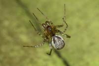 Neriene montana