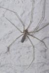Pholcus phalangioides