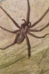 Eratigena duellica