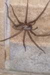 Eratigena duellica