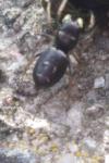 Heliophanus cupreus