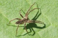Pisaura mirabilis