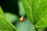 Theridiosoma gemmosum