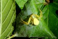 Misumena vatia