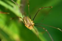 Opilio canestrinii