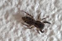 Marpissa muscosa