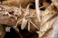 Pisaura mirabilis