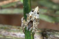 Cyclosa conica