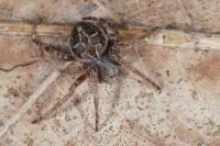 Agalenatea redii