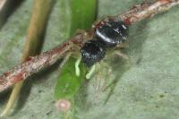 Heliophanus cupreus