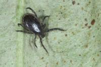 Ixodes ricinus