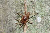Harpactea rubicunda