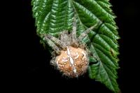 Araneus diadematus