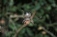 Nuctenea umbratica
