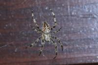 Araneus diadematus