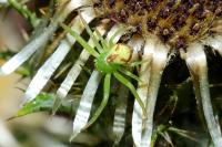 Ebrechtella tricuspidata