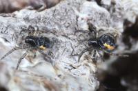 Nuctenea umbratica