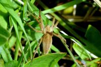 Pisaura mirabilis