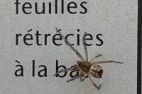 Mangora acalypha