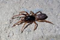 Dysdera