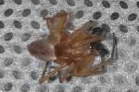 Drassodes
