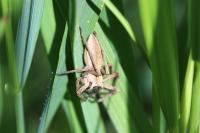 Pisaura mirabilis