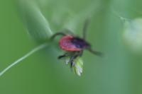 Ixodes ricinus