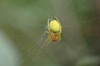 Araniella