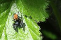 Carrhotus xanthogramma