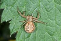 Xysticus kochi