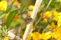 Philaeus chrysops