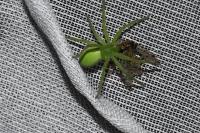 Micrommata virescens