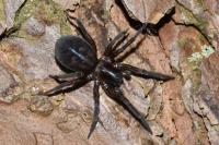 Amaurobius ferox