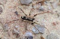 Anyphaena accentuata