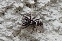 Salticus scenicus