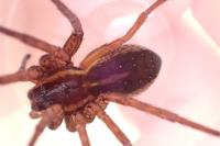 Dolomedes fimbriatus