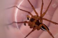 Dolomedes fimbriatus