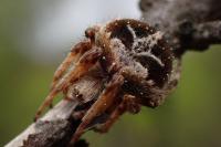 Agalenatea redii