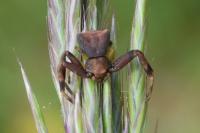 Thomisus onustus