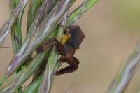 Thomisus onustus