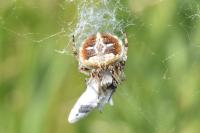 Agalenatea redii