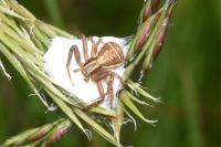 Xysticus ulmi