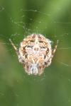 Agalenatea redii