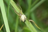 Mangora acalypha