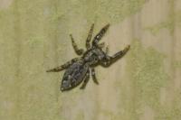 Marpissa muscosa